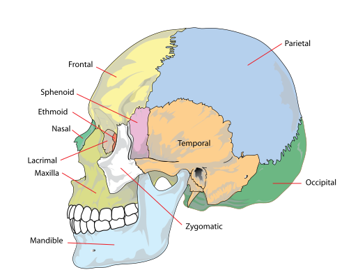 Biological Anthropology/Unit 2: Non-human Primates/Primate Skeletal ...