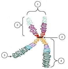 Illustration of a Chromosome