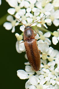 Click beetle (18212823024).jpg