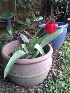 Red-tulip-in-pot.jpg