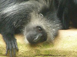 Image: Black and white colobus monkey resting