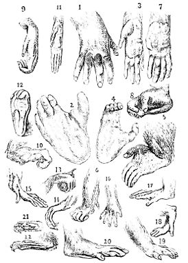 Image: Primate hands and feet