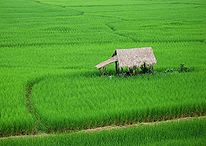 2006 1002 nan thailand rice.jpg