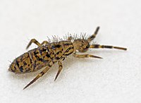 Hedgehog Springtail (25079548781).jpg