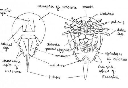 Labelled diagram of LIMULUS.jpg