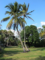 Cocos nucifera - Fairchild Tropical Botanic Garden.jpg