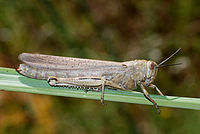 Grasshopper June 2008-1.jpg