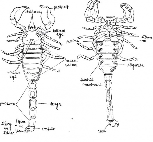 Department of Zoology at ANDC/Zoology Museum/Museum specimens ...