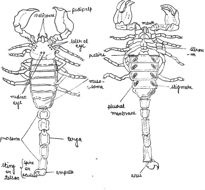 Department of Zoology at ANDC/Zoology Museum/Museum specimens ...