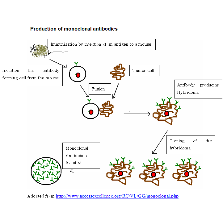 Monoclonal antibodies .jpg