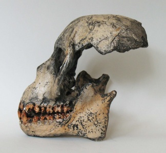 Image: Fossil ape: Proconsul