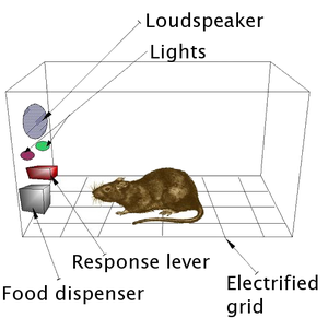 Modified versions of the operant conditioning chamber, or Skinner box, are still widely used in research settings today