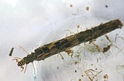 Caddisfly Larva.jpg