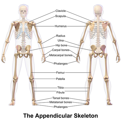 Image: Appendicular Skeleton