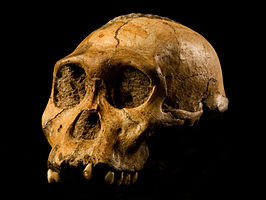 Image: Australopithecus sediba