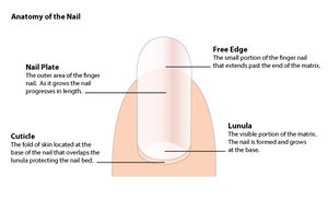 Nails-A SCREEN.jpg