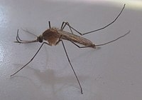 Culex mosquito (4620846673).jpg