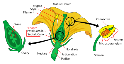 File:Mature Flower Diagram.svg