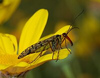 Scorpionfly March 2008-2.jpg