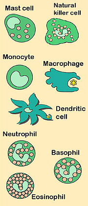 Innate Immune cells.jpg