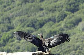 The Californian Condor