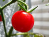 Thumb:This is a healthy plant of tomato
