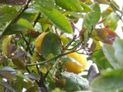 Lemon plant.jpg