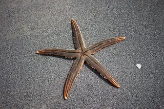 StarfishLS.jpeg