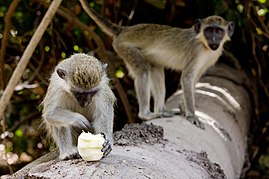 Image: Monkey feeding