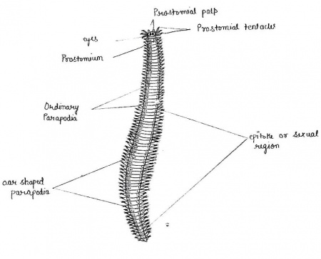 Labelled diagram of HETERONEREIS.jpg