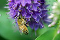 Honeybee on Veronica.jpeg