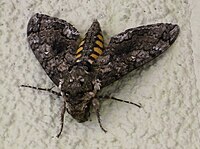 Manduca quinquemaculata.jpg