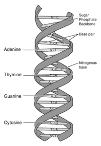 DNA-structure-and-bases.png