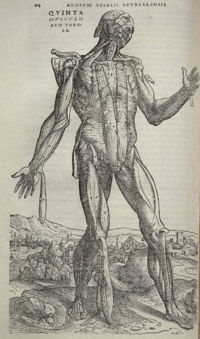 Image from De Humani Corpis Fabrica (pg 184)