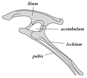 Ornithischia pelvis.png