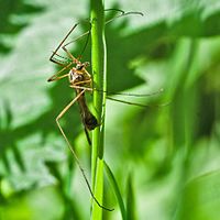 Cranefly, tipula maxima.jpg