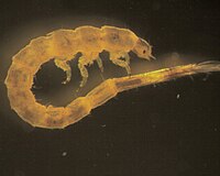 Dubiraphia (Larvae).jpg