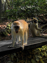 Green Monkey in Barbados 07.jpg