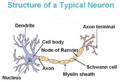 Neuron.jpg