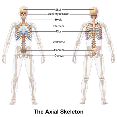 Image: Axial Skeleton