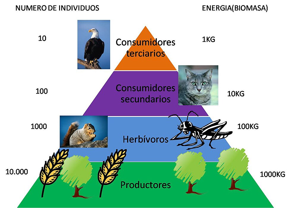 Population and Community Ecology - WikiEducator