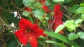Hibiscus Flower.JPG