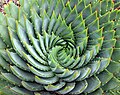 Aloe polyphylla spiral.jpg