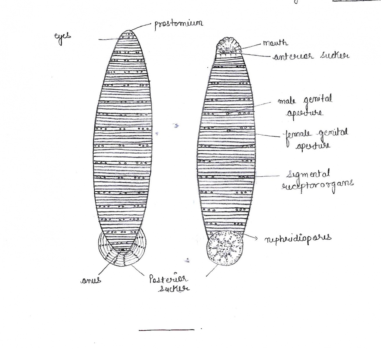 Labelled diagram. Hirudinea систематика. Labeled diagram of Planaria. Планария вектор. Agae labelled diagram.