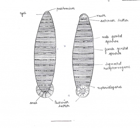 Labelled diagram of Hirudinaria.jpg