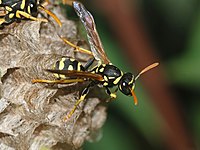 Wasp May 2008-11.jpg