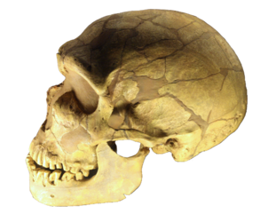 Image: Homo neanderthalensis