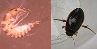 Dytiscidae life stages.jpg