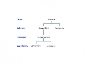 Primate Taxonomy Chart