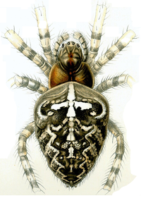 Haeckel Arachnida Araneus diadematus.png